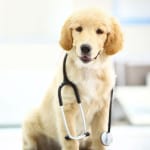 Veterinary Care & Medications