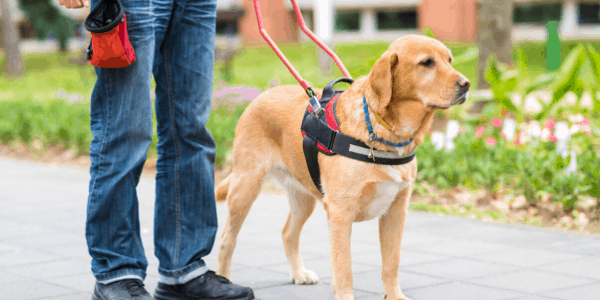 man with his mobility service dog on bench