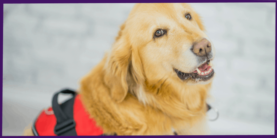 assistance dogs fort myers fl