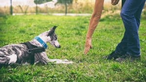 Person training dog to lie down