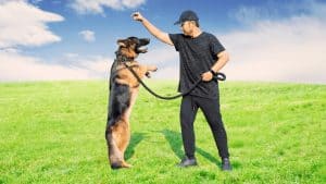 assistant dog trainer, Man training German Shepherd outdoors on grass.