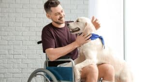 dog training disability assistance, Man in wheelchair with happy dog indoors.