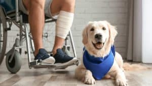 assistance dog training 