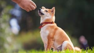 Dog being offered a treat outdoors.