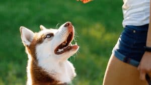 Husky looking up at person outdoors