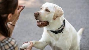 Labrador shaking hands during training session outdoors