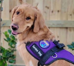 Golden retriever in purple service dog vest.
