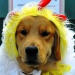 Howl O Ween 4 chicken costume dog