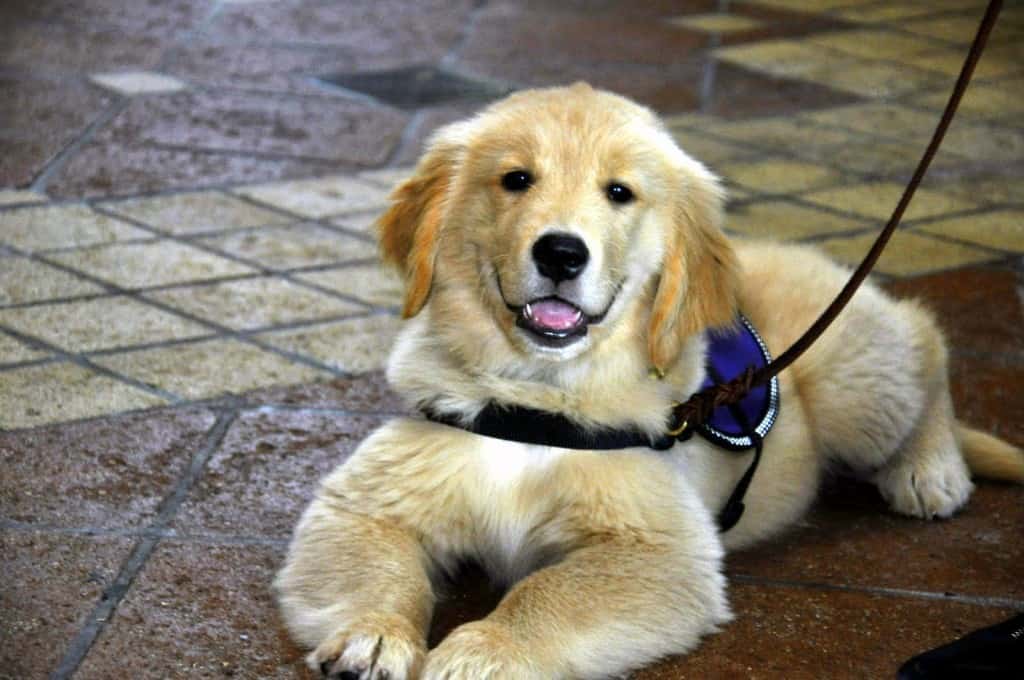Iggy at his first City Cellar outing