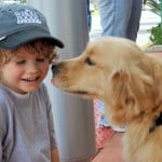 assistance dog looking at child