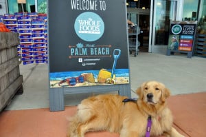 assistance dog in front of whole foods