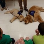 puppy and adult assistance dog