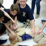 service dog belly rub