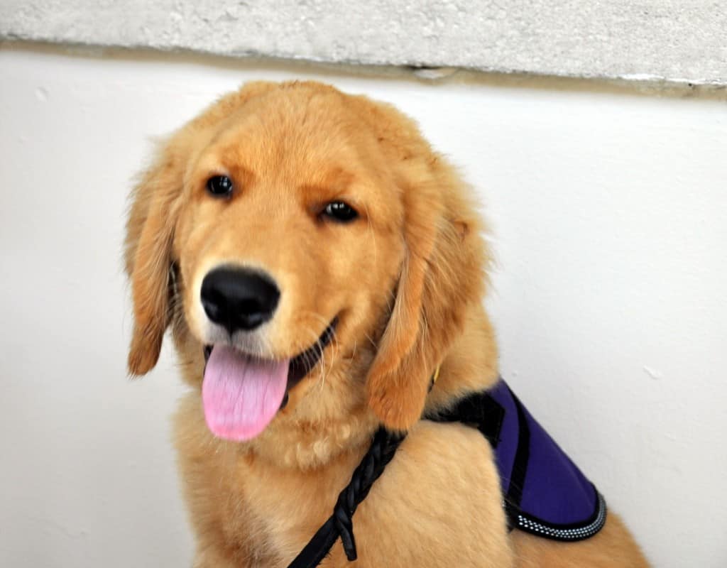 Eagle, Genesis Service Dog In Training, at Shop For A Cause - Macy's CityPlace.