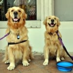 Rocco & Thai, Genesis Therapy Dogs, at Shop For A Cause - Macy's CityPlace.