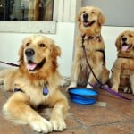 Rocco, Thai & Eagle, Genesis Therapy Dogs and Service Dog In Training, at Shop For A Cause - Macy's CityPlace.