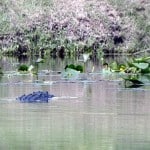 Gator in the water at the Dye Preserve