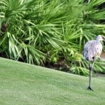 Wildlife on the course at the Dye Preserve
