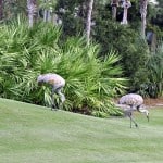 Wildlife on the course at the Dye Preserve during the first annual golf tournament at the Dye Preserve.