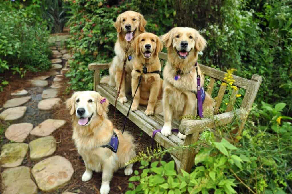 Mason, Eagle, Thai and Mysti at Mounts Botanical Garden