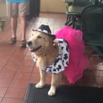 Mobility Service Dog, Mysti, as a Cowgirl