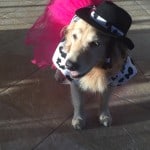 Mobility service dog, Mysti, dressed as a Cowgirl for Halloween 2015.
