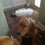 Eagle, service dog in training, wears his angel costume.