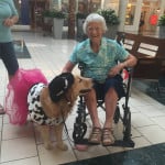 Mysti, mobility service dog, greeting a woman in a wheelchair