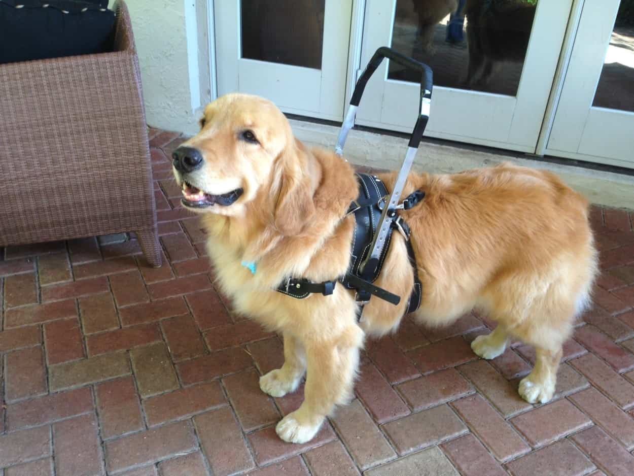 assistance-dog-in-florida-can-an-assistance-dog-help-your-loved-one