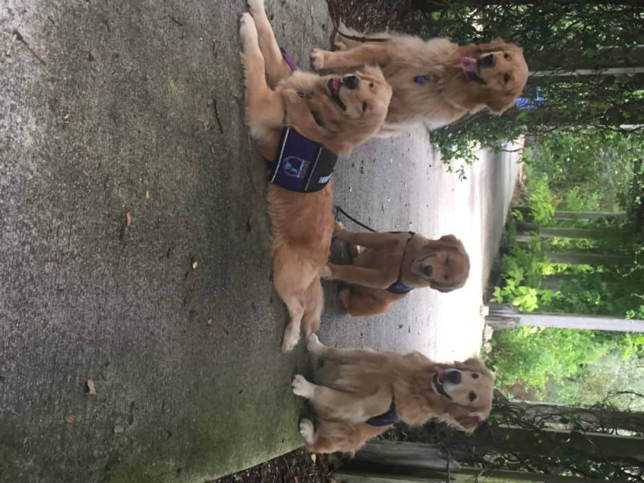 Schedule Genesis Assistance Dogs, Inc. to visit your meeting