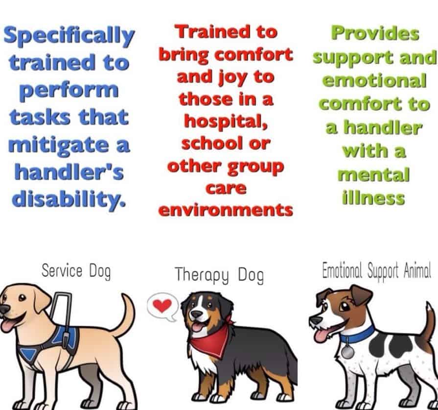 types-of-dogs-genesis-assistance-dogs