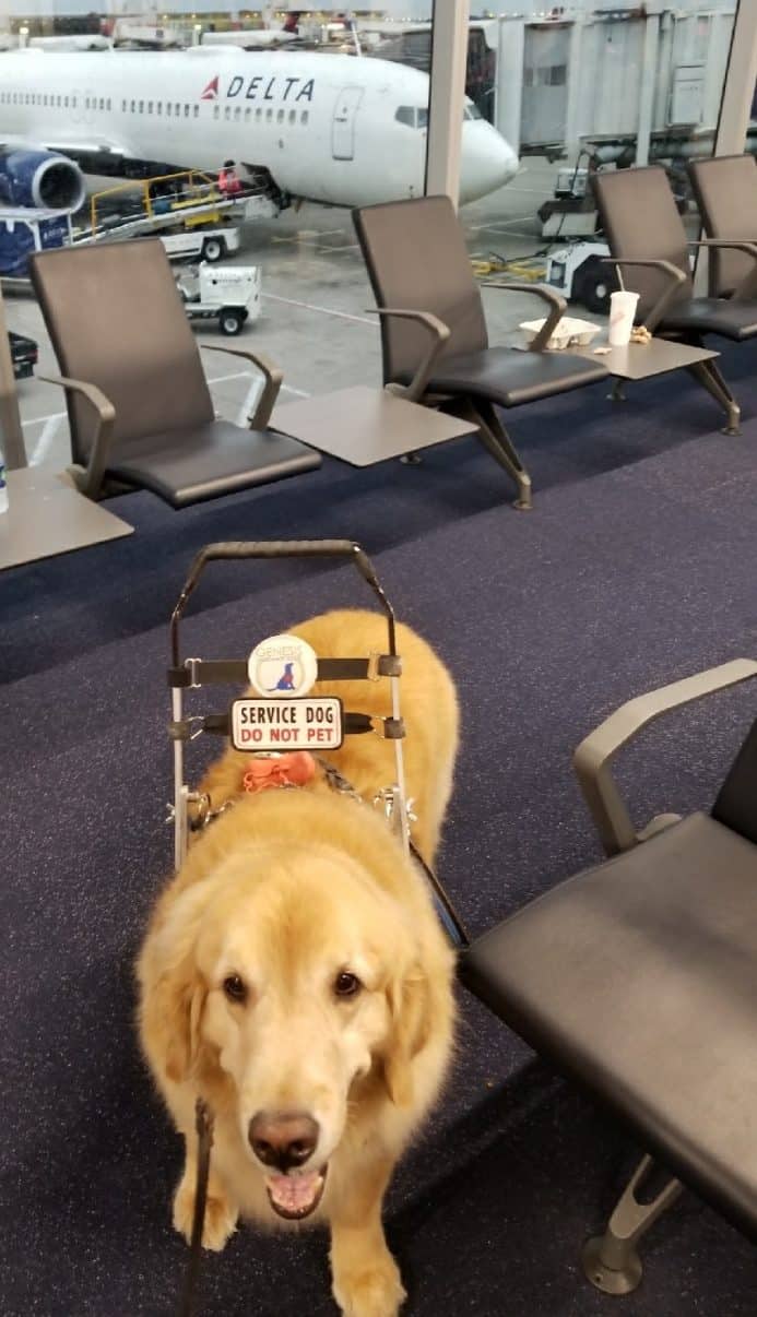 delta international travel with service dog