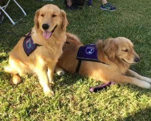 why are golden retrievers good service dogs