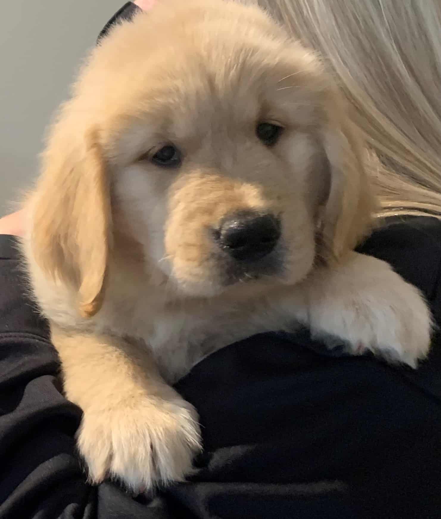 Genesis Assistance Dogs Inc Meet Our Dogs