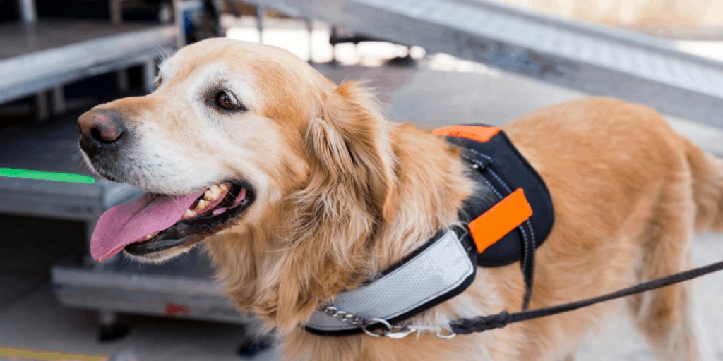 mobility service dogs in Florida