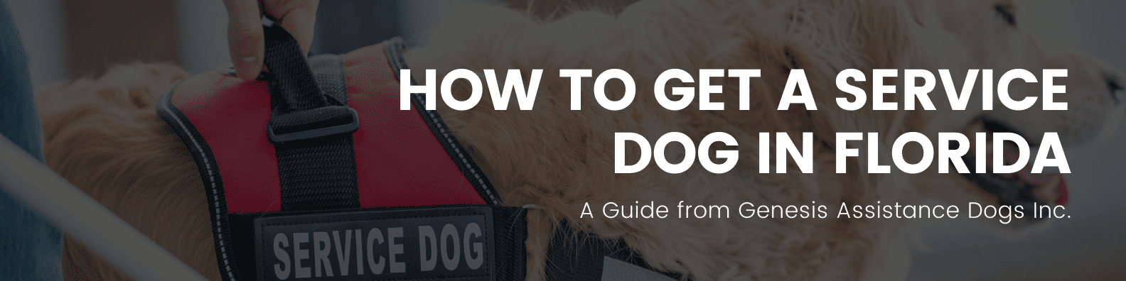 guide-how-to-get-a-service-dog-in-florida-updated-2022