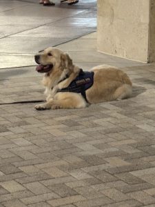 Golden retriever service dog lying on pavement.