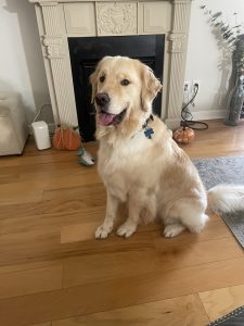 Golden retriever sitting by fireplace and pumpkins.