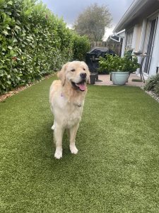 Happy golden retriever on green backyard lawn.