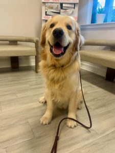 Golden retriever sitting in a waiting room.