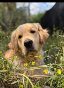 Golden retriever in field with yellow flowers.