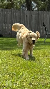 Golden retriever running on grass