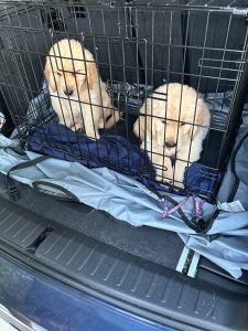 Two puppies in a car crate