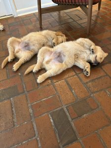 Two puppies sleeping on a tile floor.