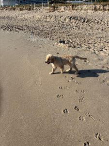 Golden retriever walking on sandy beach.