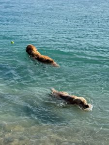 Two dogs swimming to fetch a ball