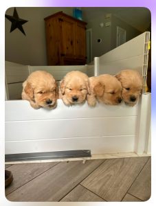 Four golden retriever puppies in a white pen.