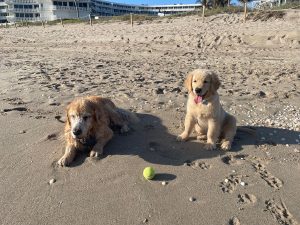 Two dogs on beach with a tennis ball.