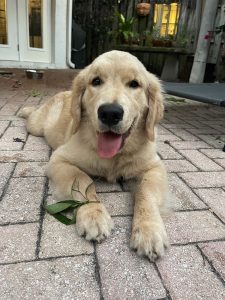 Happy Golden Retriever puppy on patio.