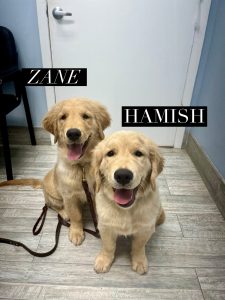 Two smiling golden retrievers sitting indoors.